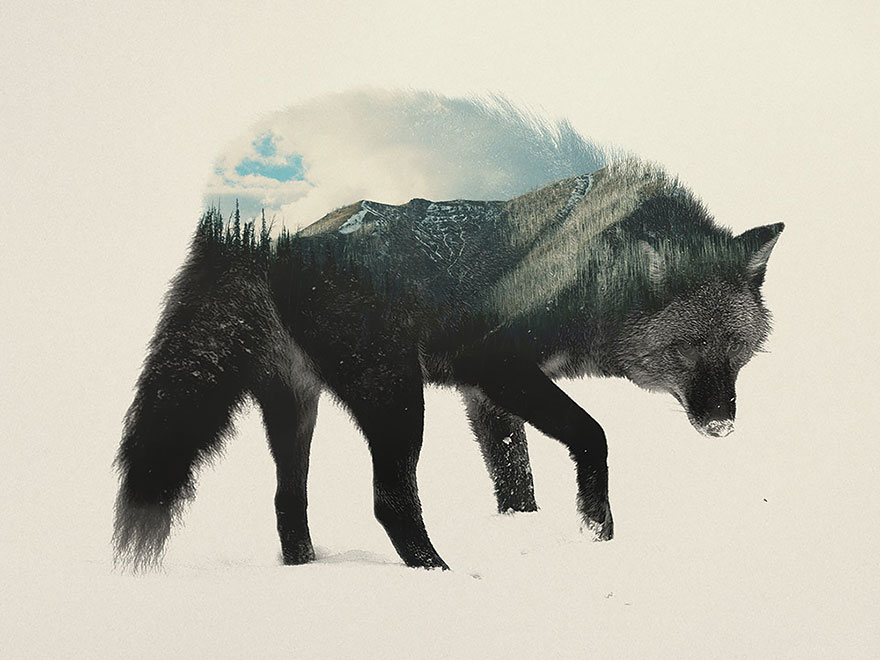 Double Exposure Art Animals - HD Wallpaper 