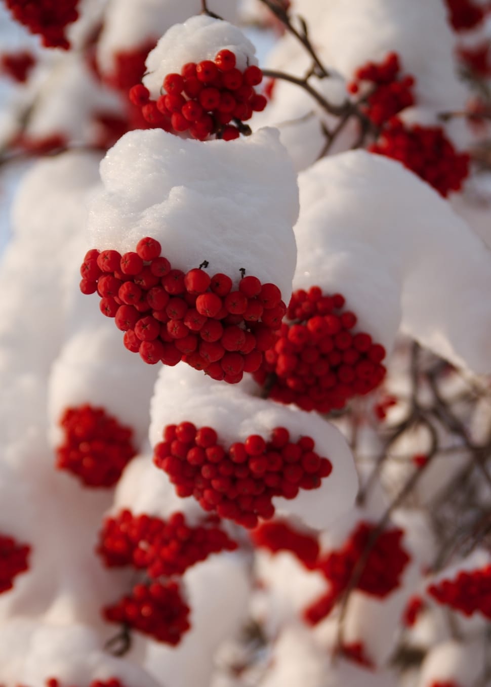 Red Mistletoe Preview - Winter Rowan - HD Wallpaper 