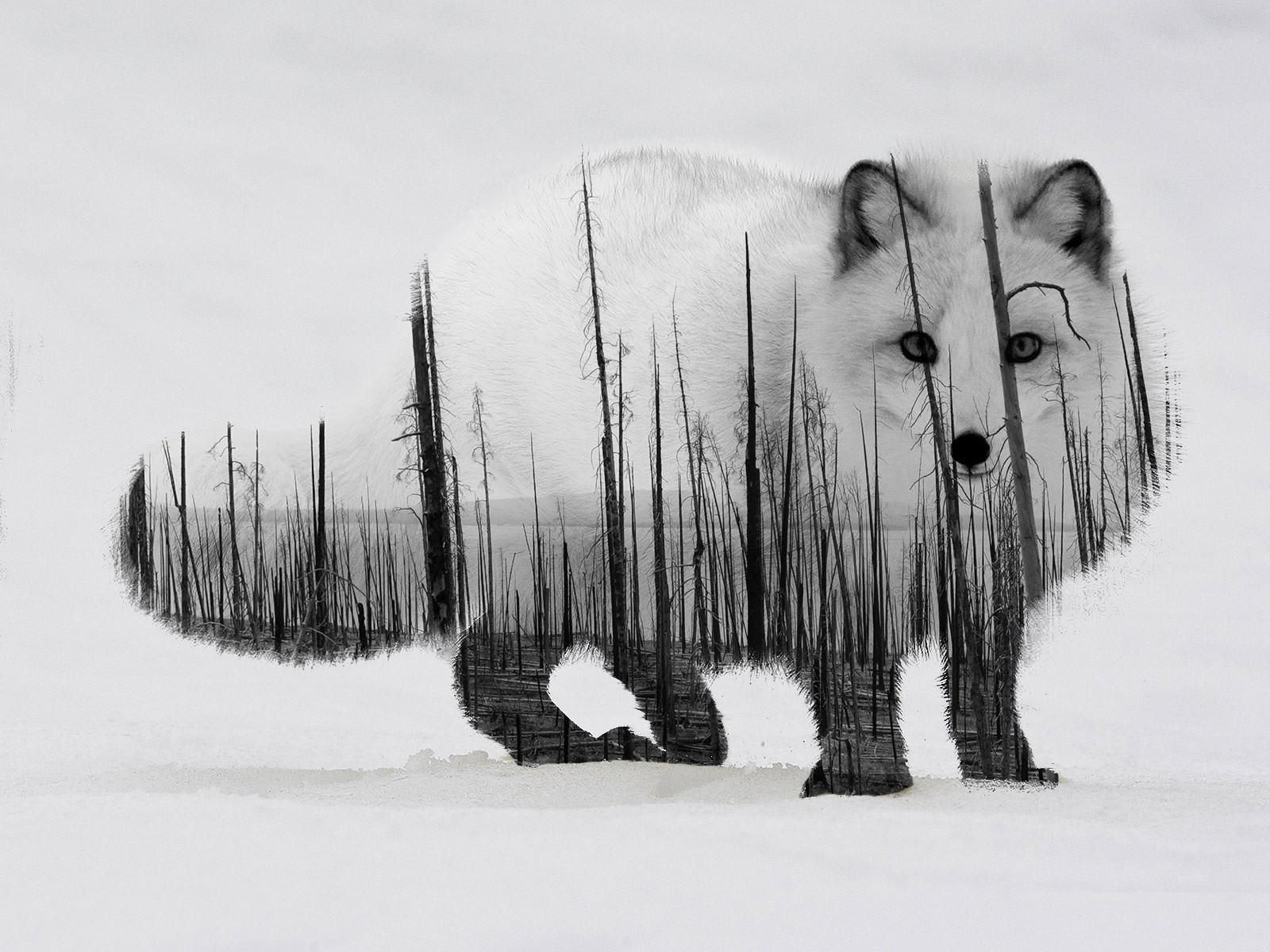 Arctic Fox - 1600x1200 Wallpaper - teahub.io