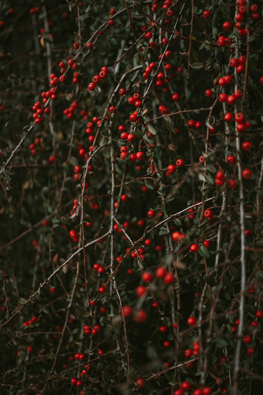 Closeup Photo Of Red Fruits, Mistletoe Plants In Closeup - Misteltoe Photography - HD Wallpaper 