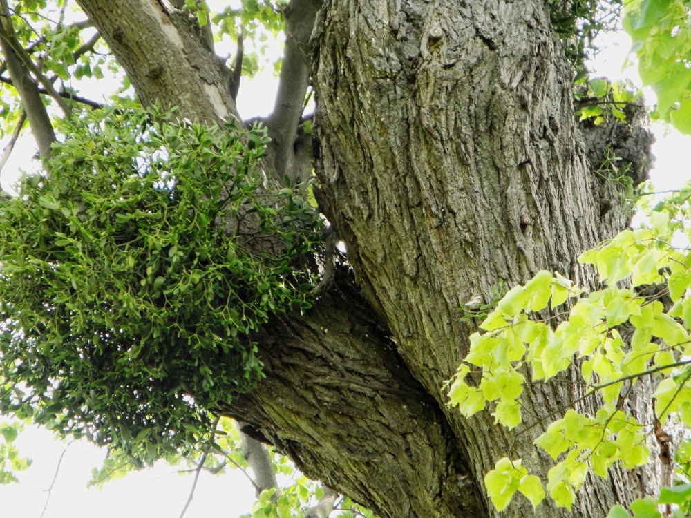 Mistletoe In An Old Tree At Burghley Park - Forest - HD Wallpaper 
