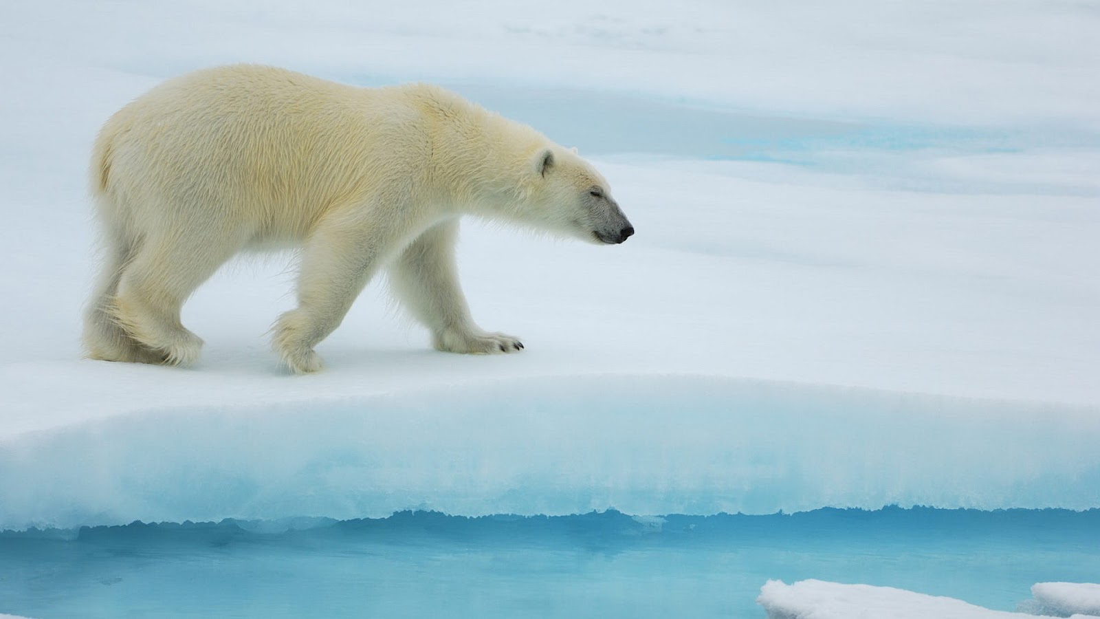 Polar Bear Ice Wallpaper - Polar Bear Hd - HD Wallpaper 