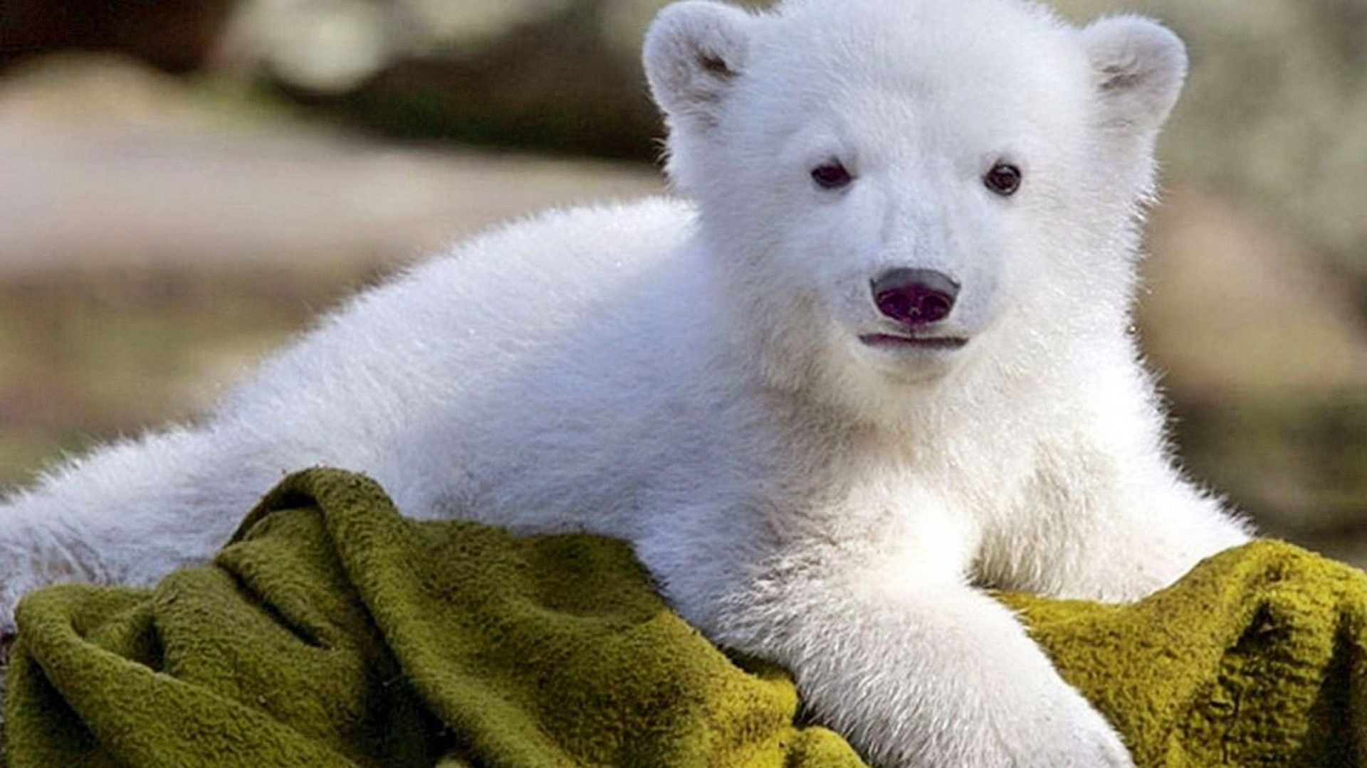 Baby Wallpaper Polar Bear - HD Wallpaper 