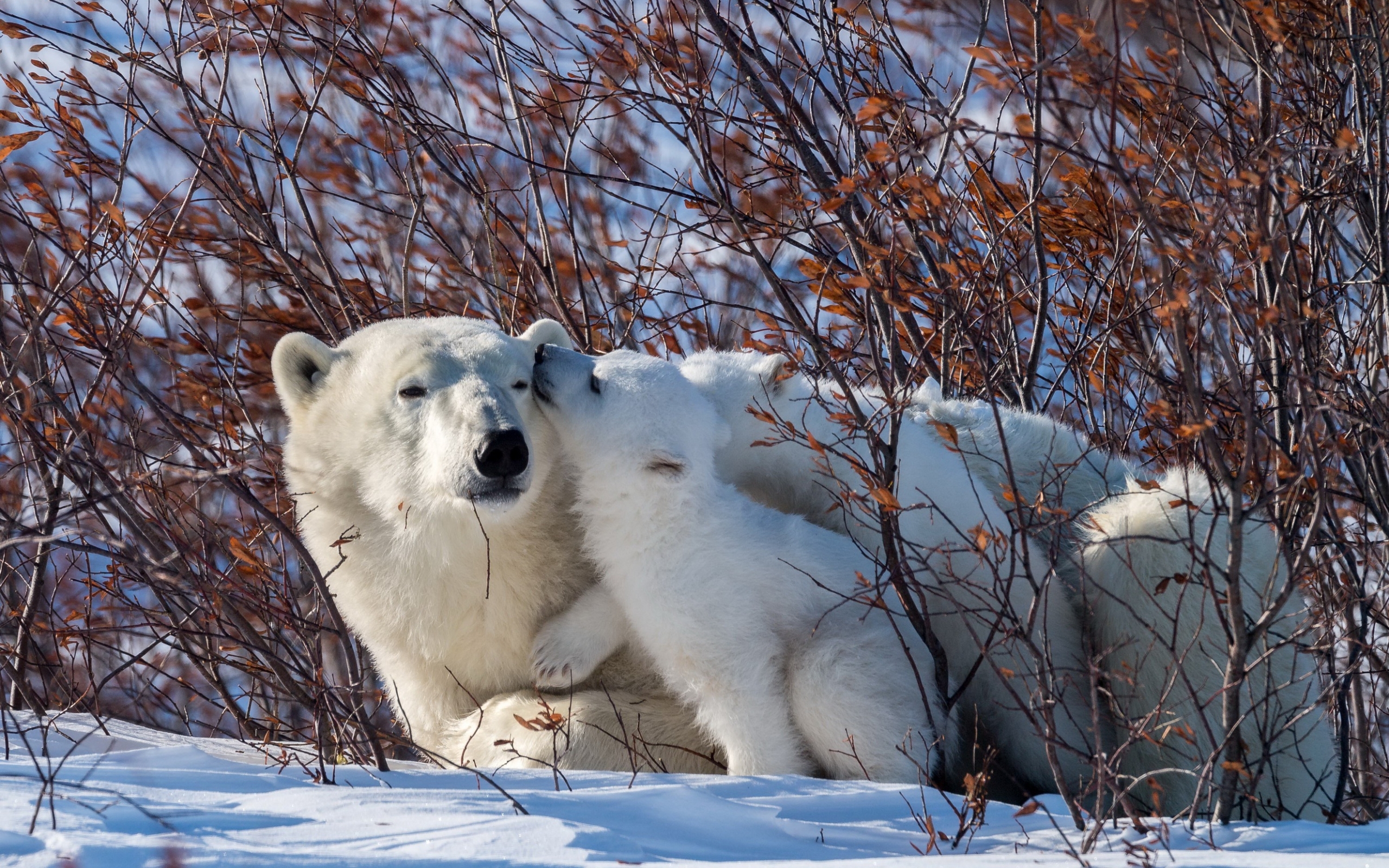 Wallpaper Of Baby Animal, Cub, Polar Bear, Wildlife, - Polar Bear - HD Wallpaper 