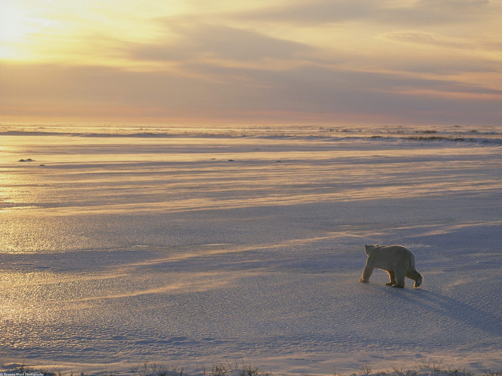 Animals Bears 56 Wallpaper - Polar Bear Sun - HD Wallpaper 