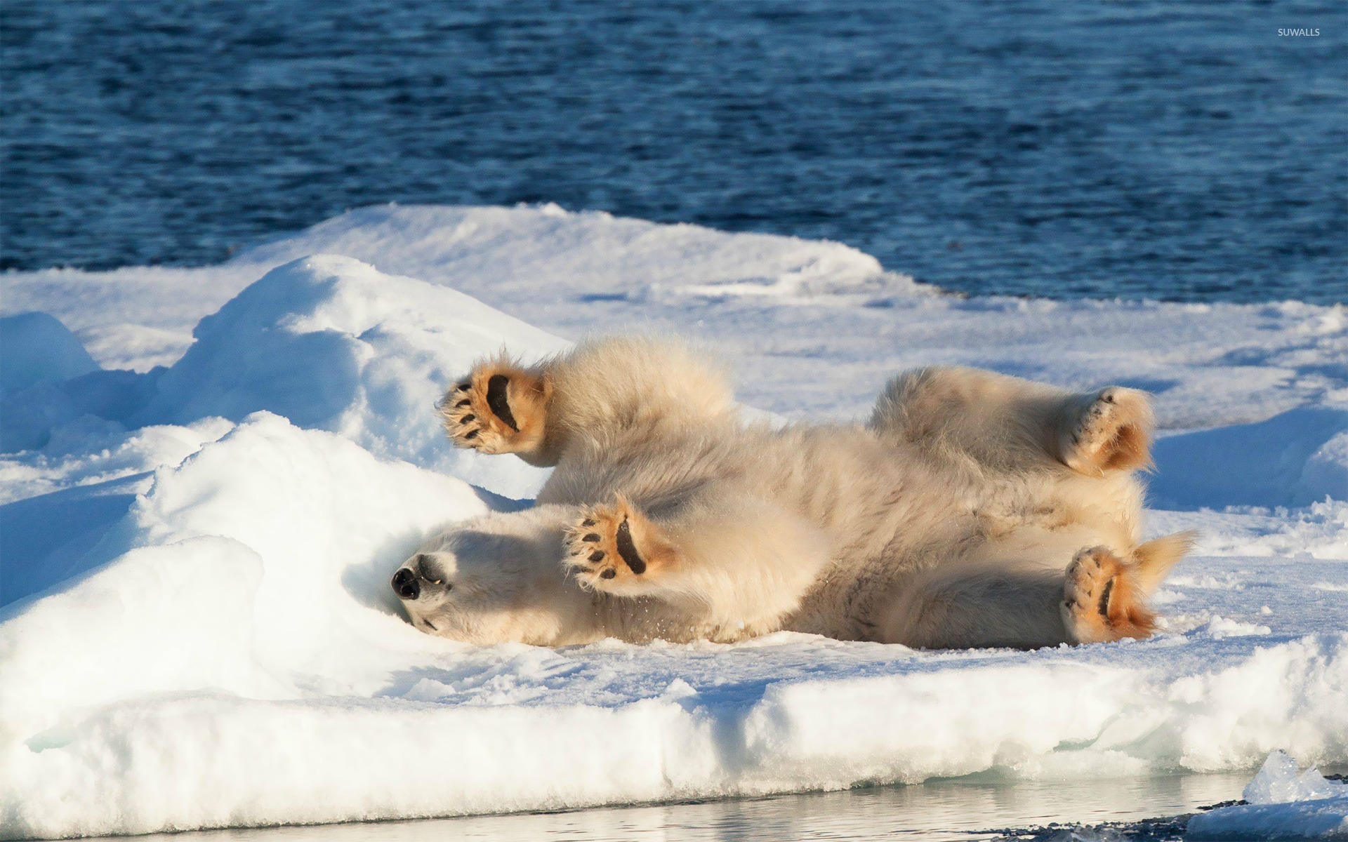 Polar Bear Survival Winter - HD Wallpaper 