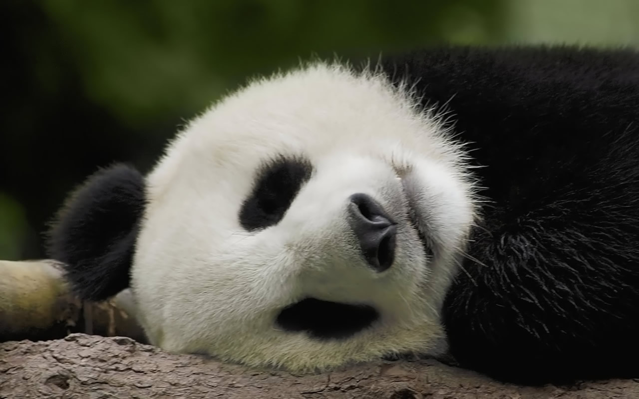 Cute Baby Panda Bear Wallpaper High Definition Iphone - Panda Sleeping - HD Wallpaper 