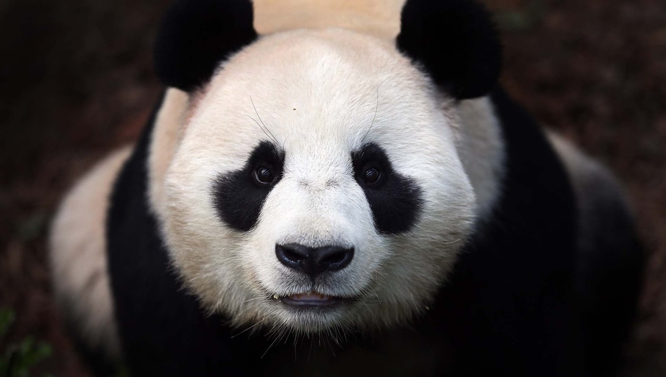 Bear, Panda, Face, Panda Desktop Background - Panda Bear Face Hd - HD Wallpaper 