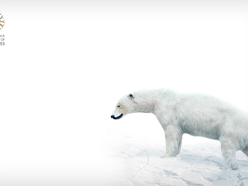 Polar Bear Wallpaper Hd - Polar Bear - HD Wallpaper 