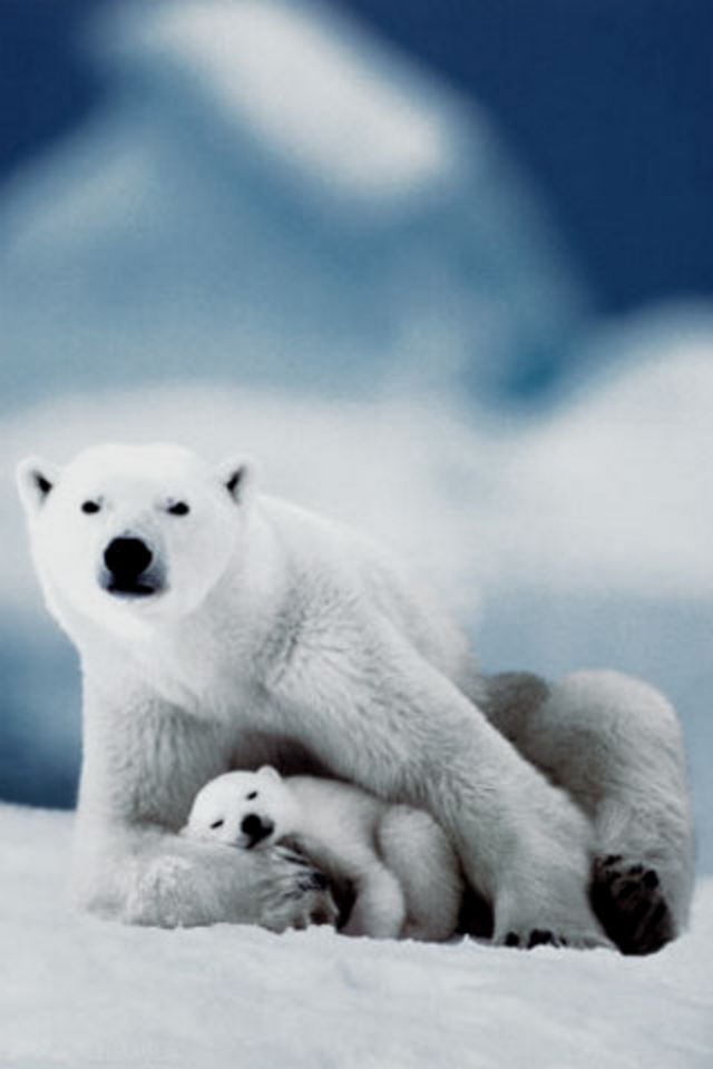 Polar Bear Wallpaper - Polar Bear Hd Wallpaper Iphone - HD Wallpaper 