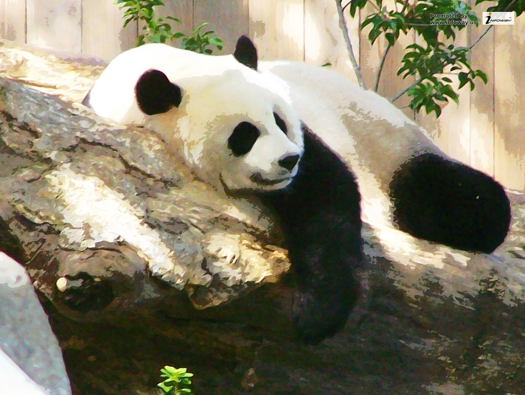 Sleeping Panda Bear Wallpaper - Sleeping Panda - HD Wallpaper 