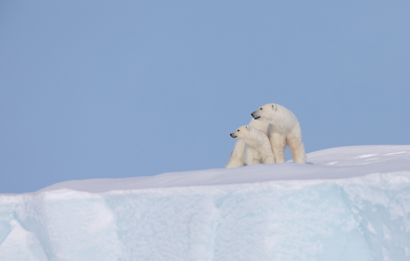 Photo Wallpaper Snow, Background, Iceberg, Bear, Cub, - Arctic - HD Wallpaper 