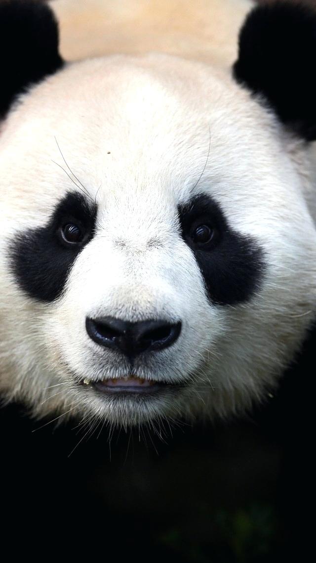 Panda Bear Eyes - HD Wallpaper 