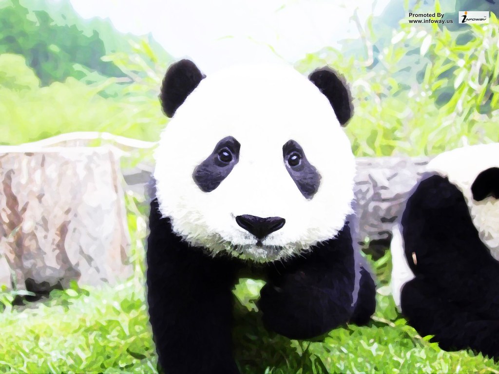 Animals Wild Panda Cub Bear Wallpaper - Animales En Peligro De Extincion Panda - HD Wallpaper 