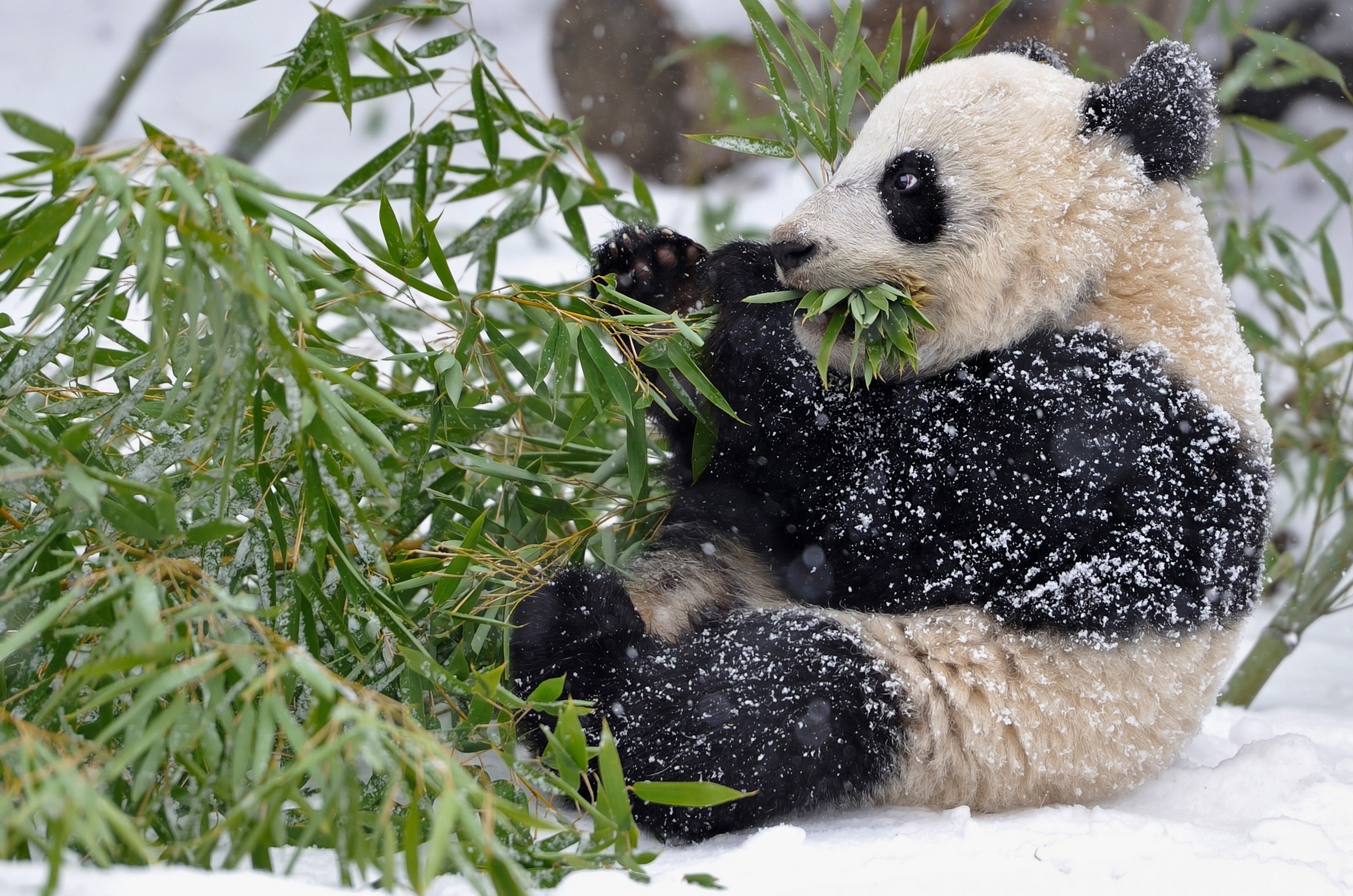 Panda Bamboo Branches Leaves Snow Winter Baby Wallpaper - Panda Wallpaper Winter - HD Wallpaper 