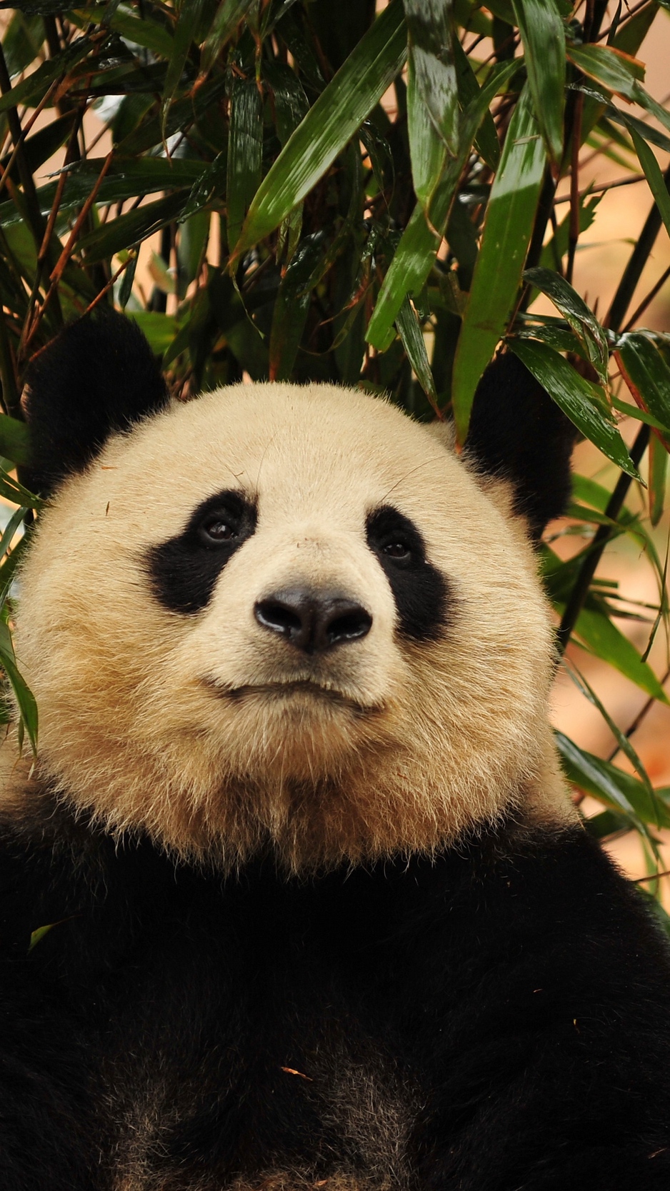 Wallpaper Panda, Bamboo, Bear - Pandas - HD Wallpaper 
