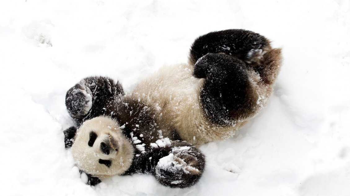 Download Wallpaper Cute Baby Panda Bear In Snow - Panda In Snow - HD Wallpaper 