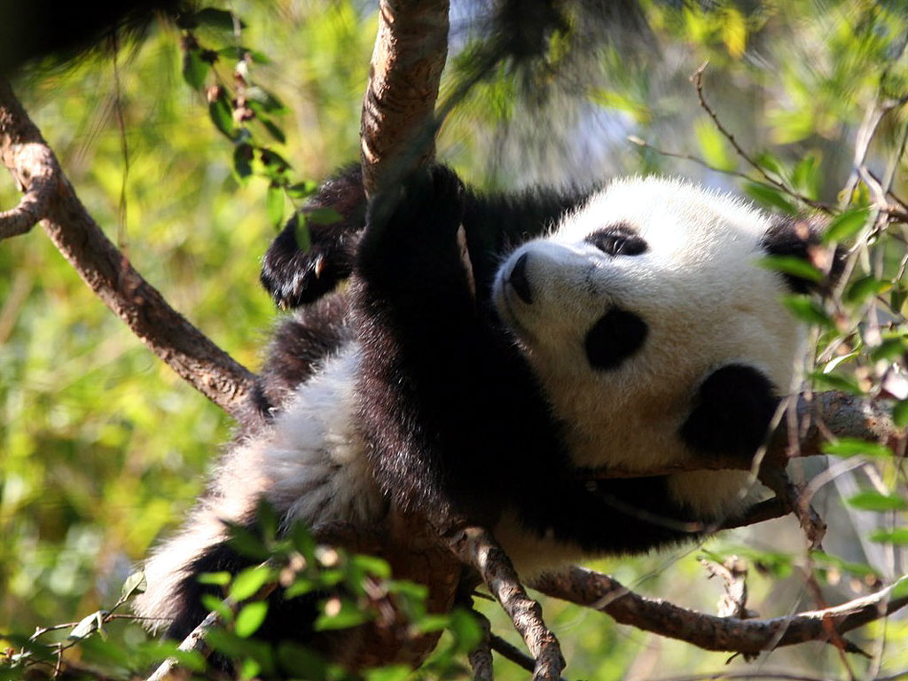 Baby Panda - HD Wallpaper 