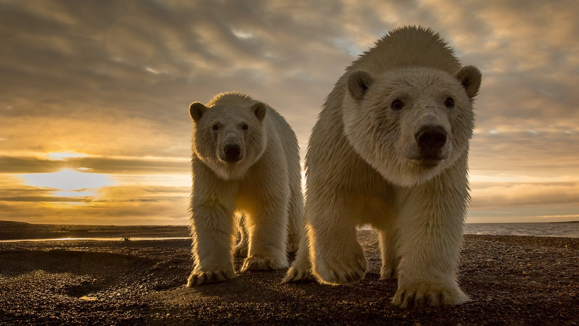 Polar Bears Desktop Background - HD Wallpaper 