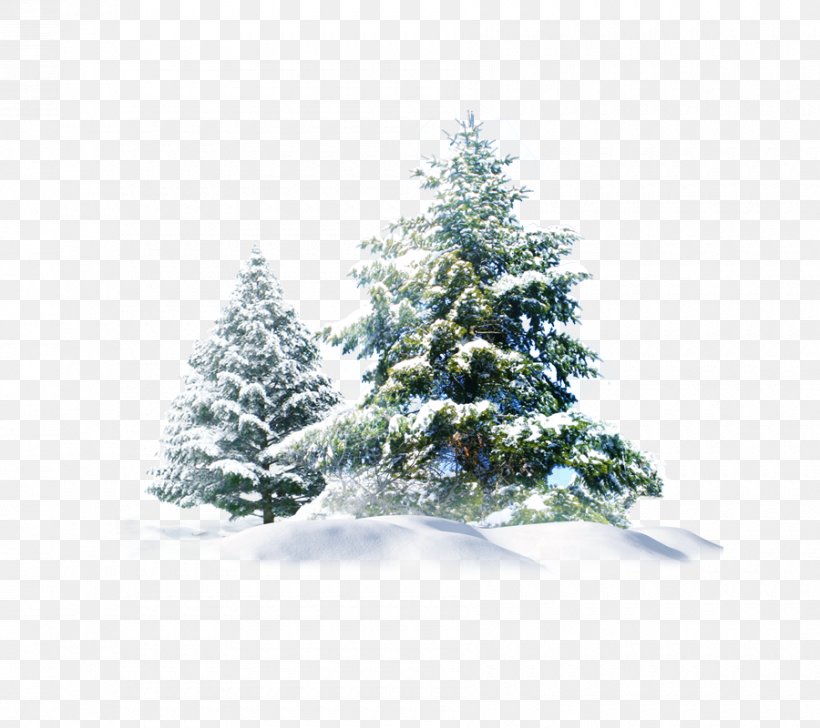 Polar Bear Snow Pine Wallpaper, Png, 900x800px, Snow, - Christmas Snow Png Transparent - HD Wallpaper 