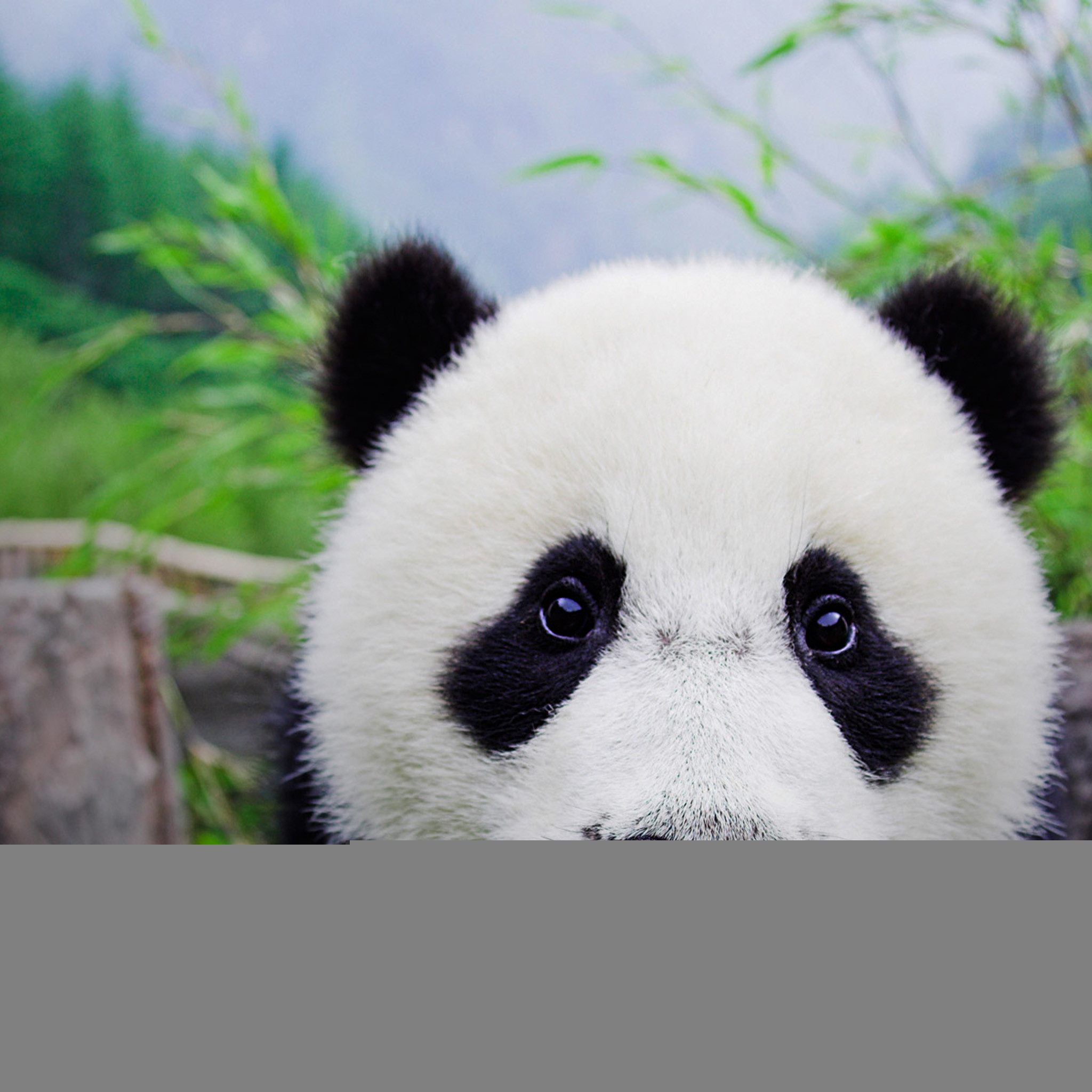 4990 - Baby Panda - HD Wallpaper 