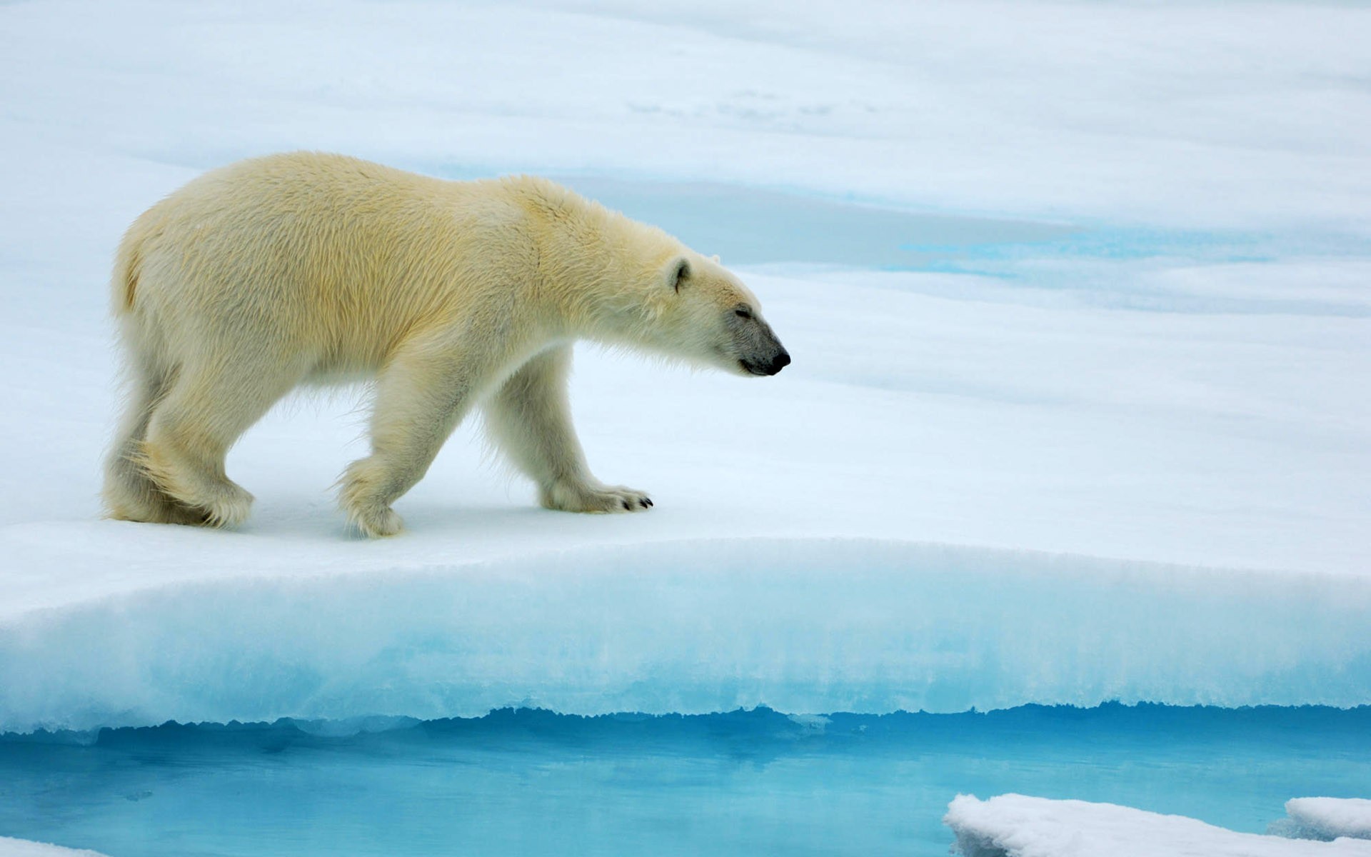 Polar Bear On Ice - HD Wallpaper 