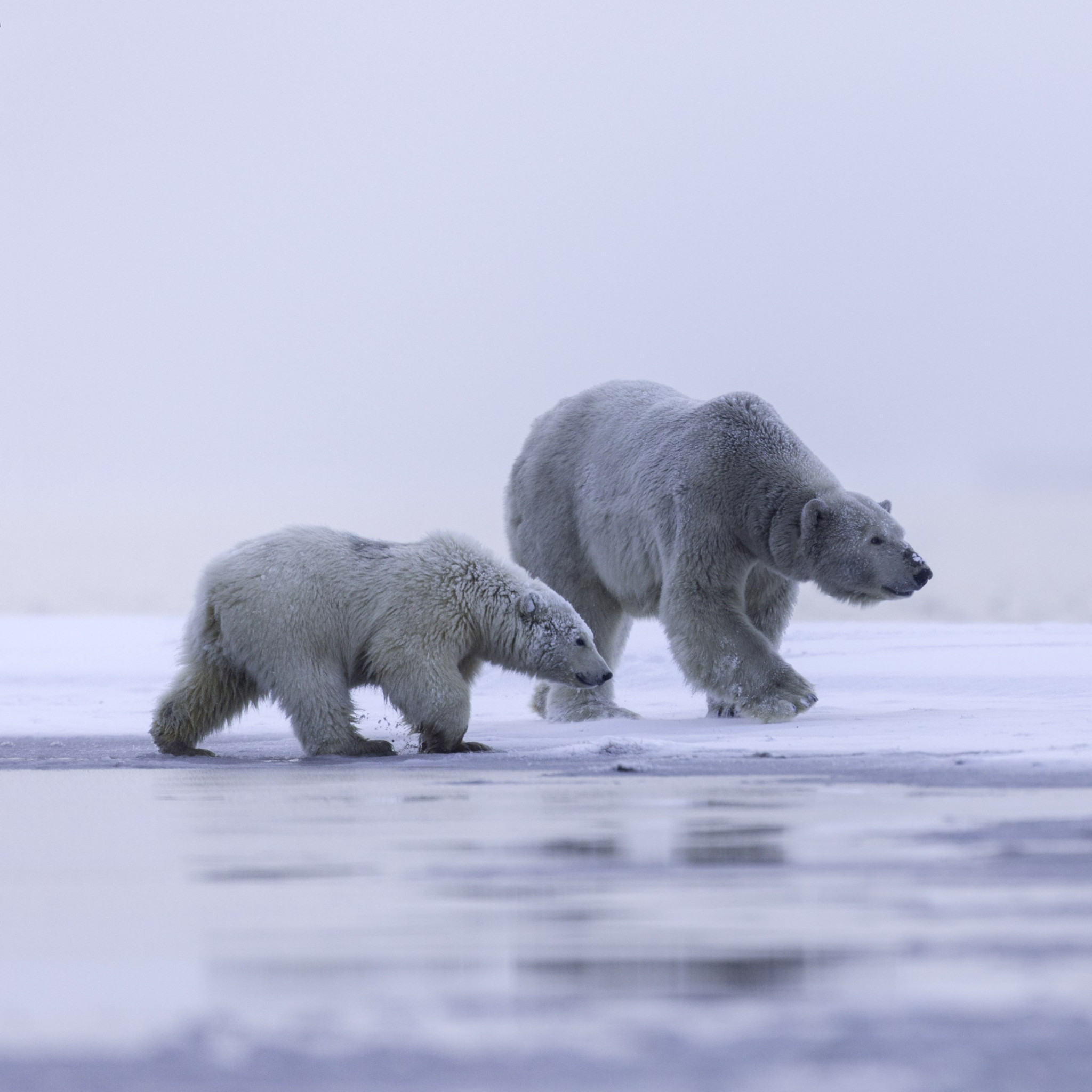 Mother And Cub Wallpaper - Polar Bear - HD Wallpaper 