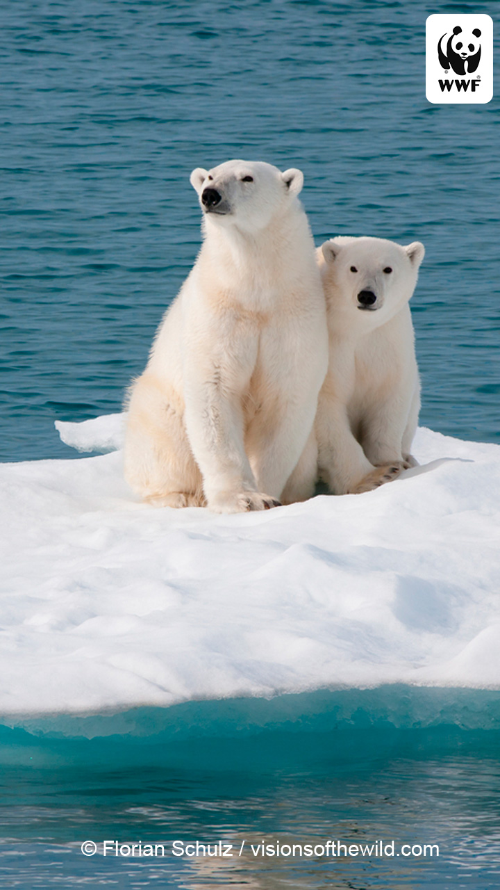 Polar Bear Wallpapers Iphone - HD Wallpaper 