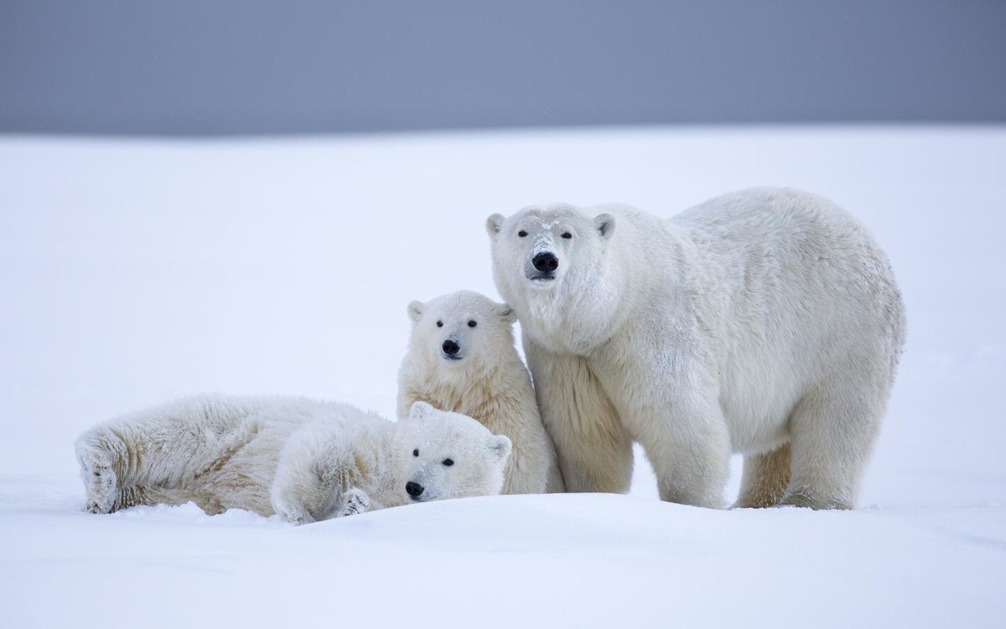 High Resolution Polar Bear Hd Wallpaper Id - Polar Bear - HD Wallpaper 