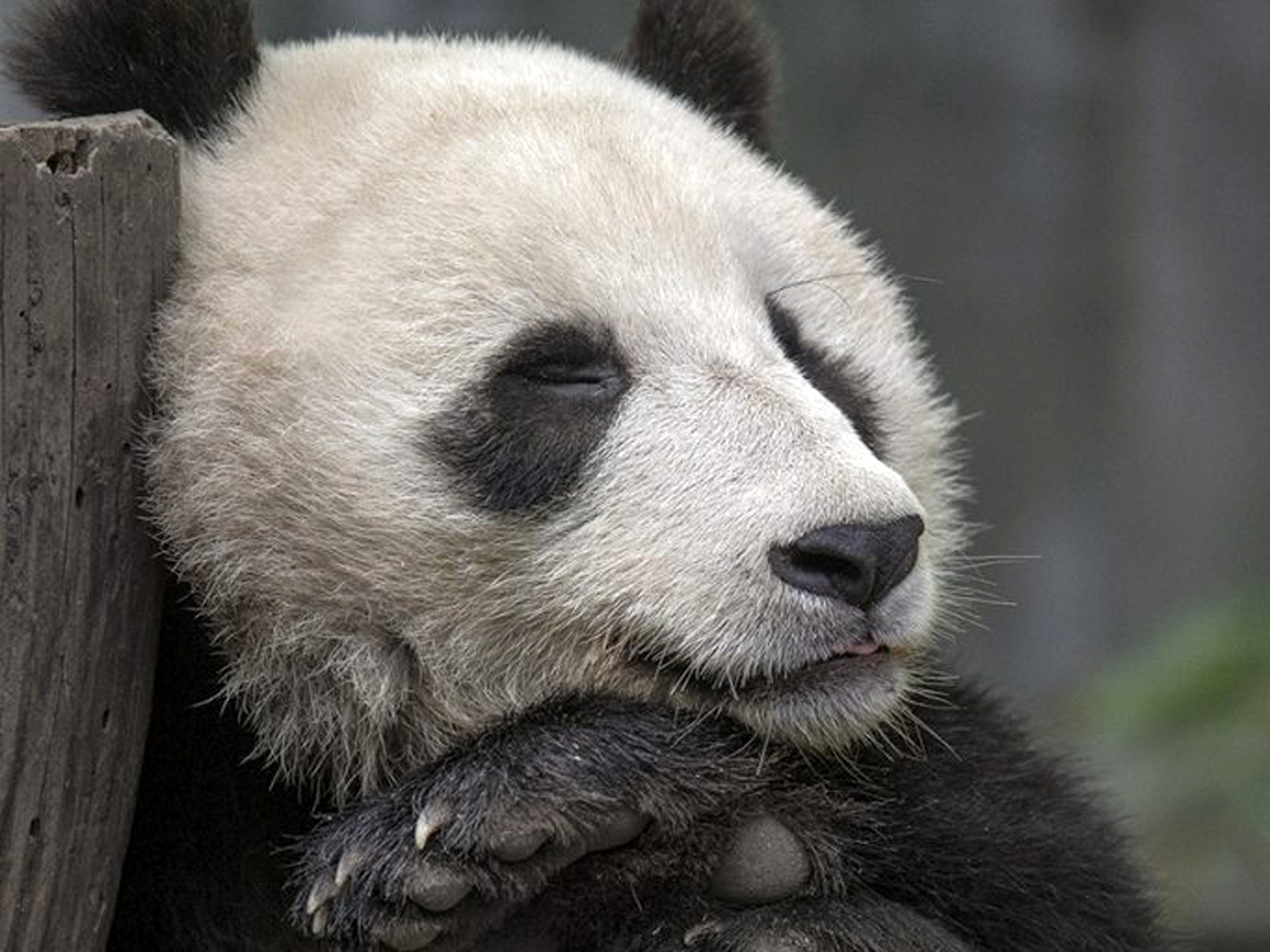 Panda Tidur Lucu Full - HD Wallpaper 