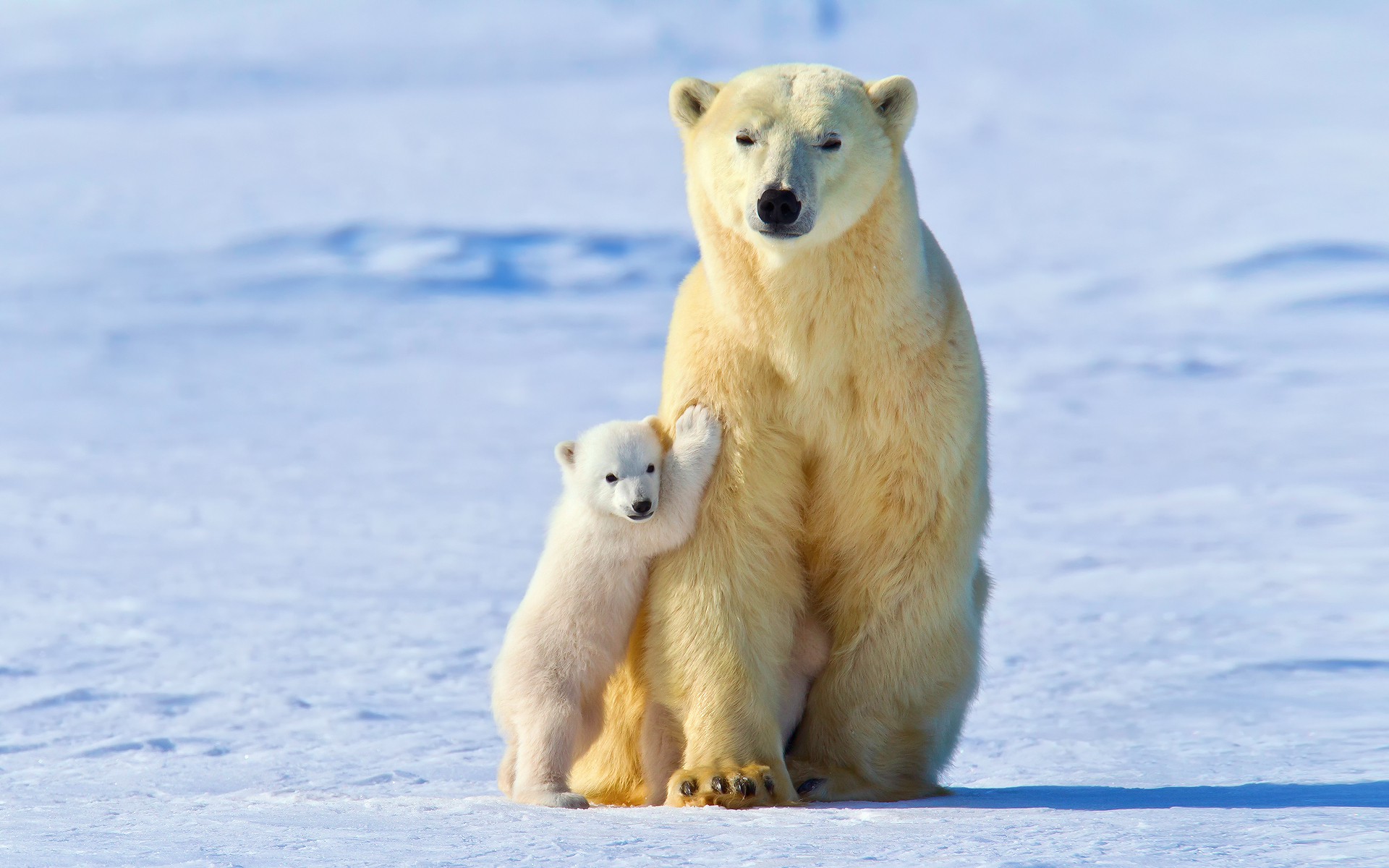 Polar Bear With Cubs - HD Wallpaper 