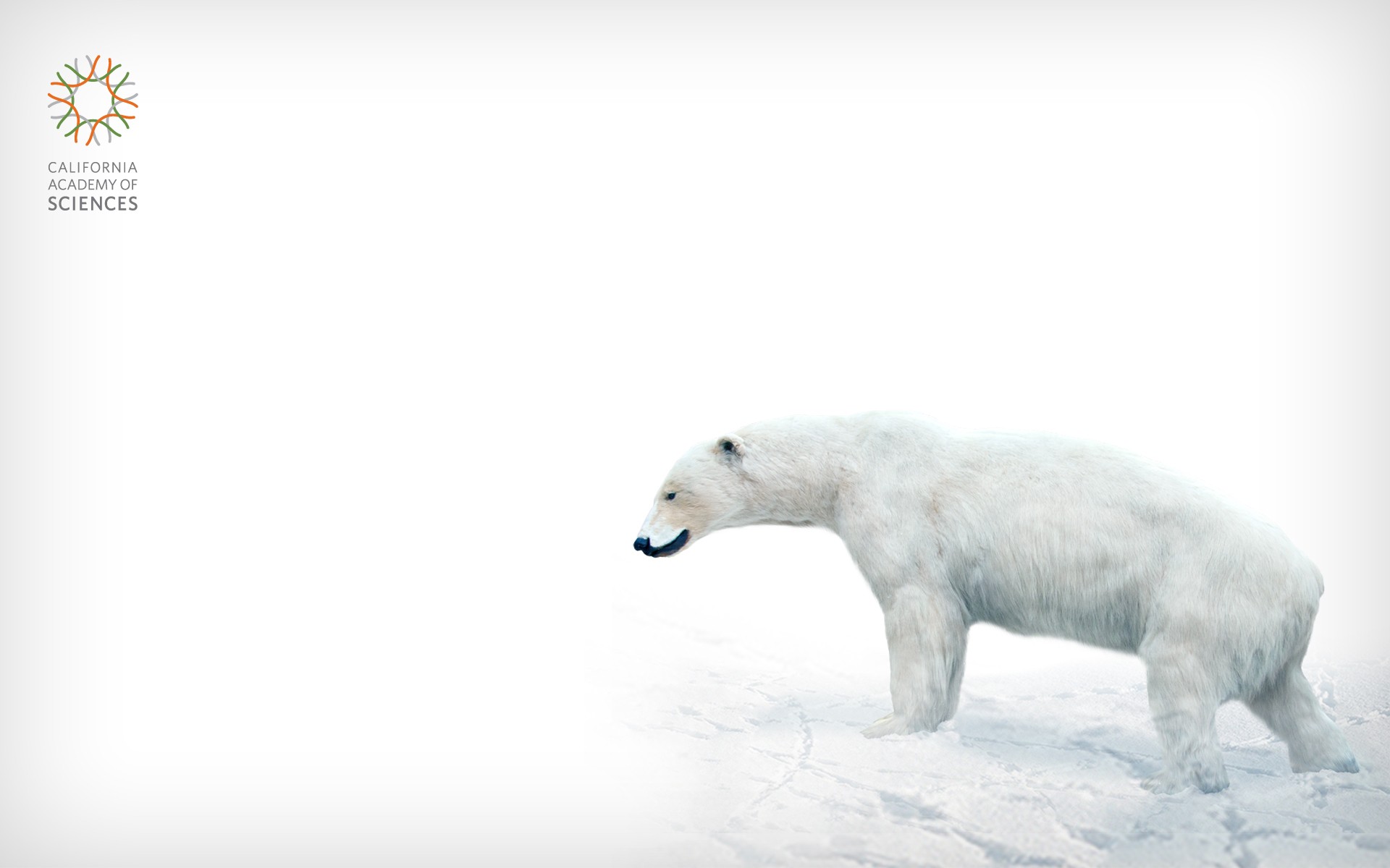 Polar Bear Wallpaper Hd - Polar Bear - HD Wallpaper 