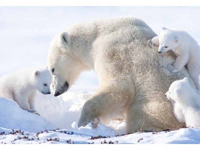 Cute Polar Bear Wallpaper Hd - Polar Bear - HD Wallpaper 
