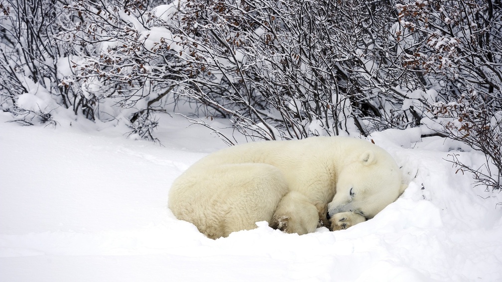 Bear Sleep In Winter - HD Wallpaper 