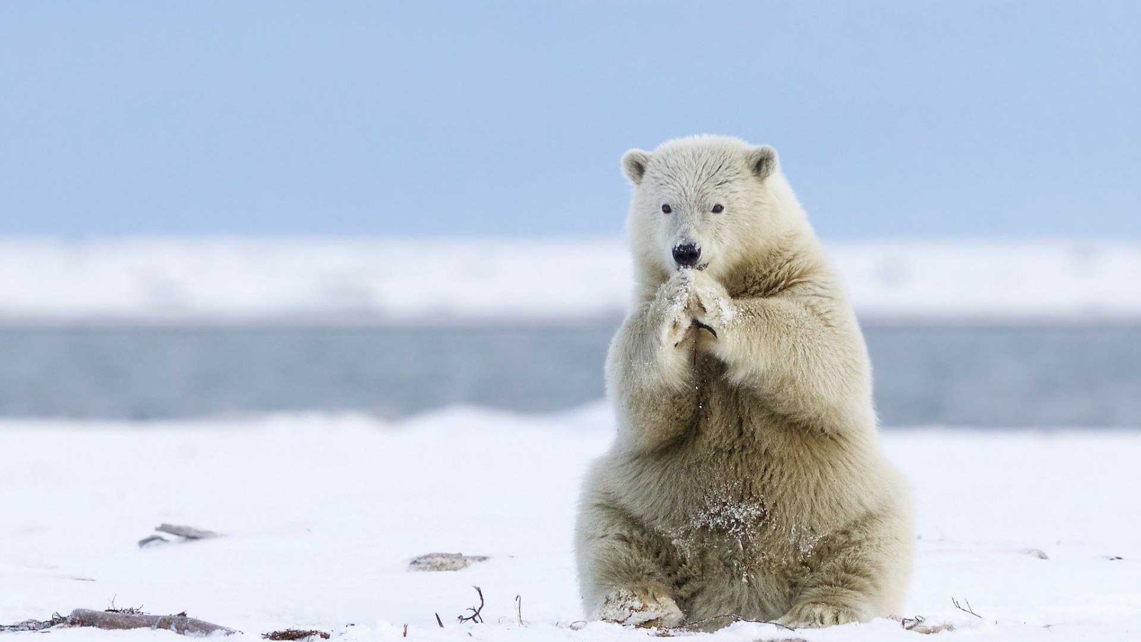 Polar Bear - HD Wallpaper 