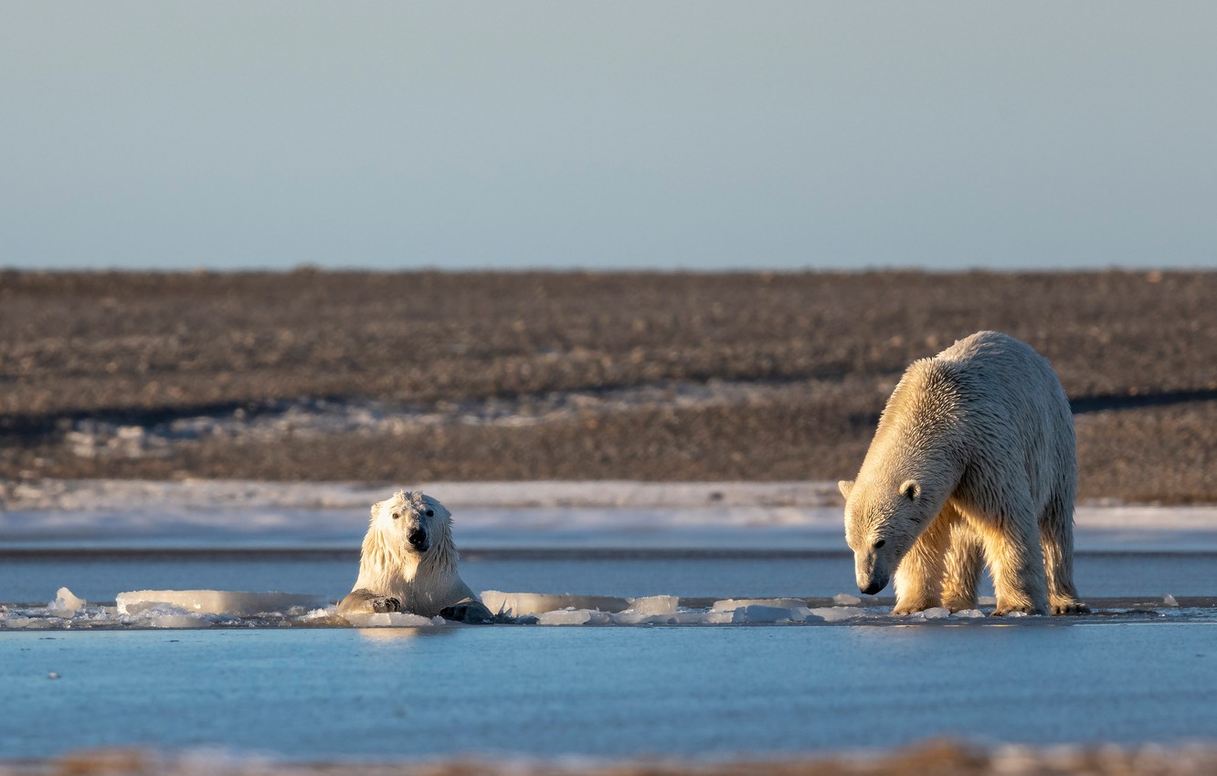 Photo Wallpaper Winter, White, Snow, Nature, Pose, - Polar Bear - HD Wallpaper 