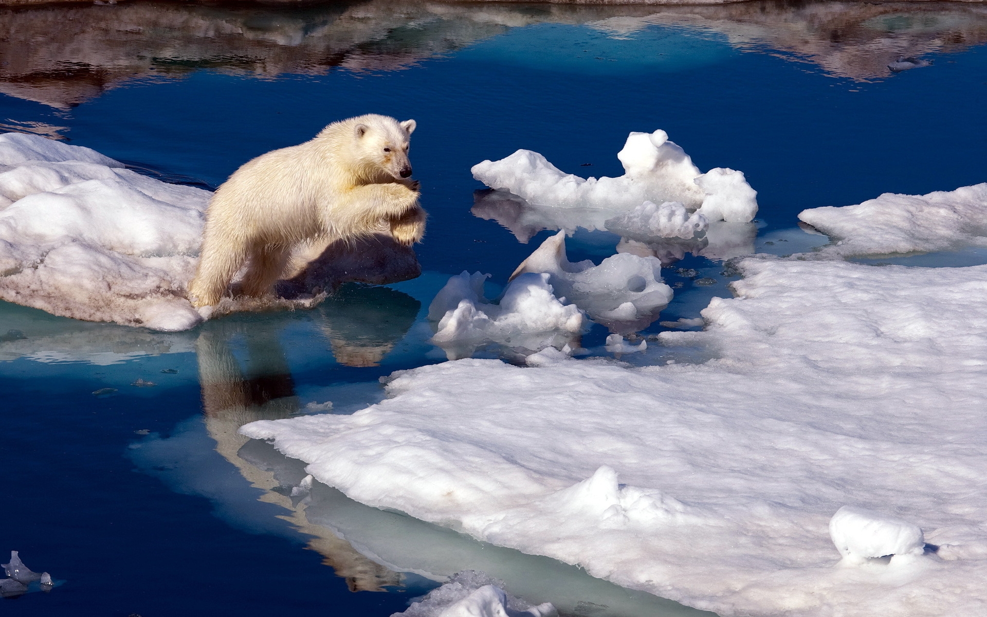 High Quality Polar Bear - HD Wallpaper 