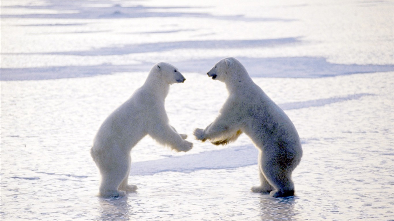 Boxing Fight-a Polar Bear Wallpaper2011 - Polar Bears Holding Hands - HD Wallpaper 