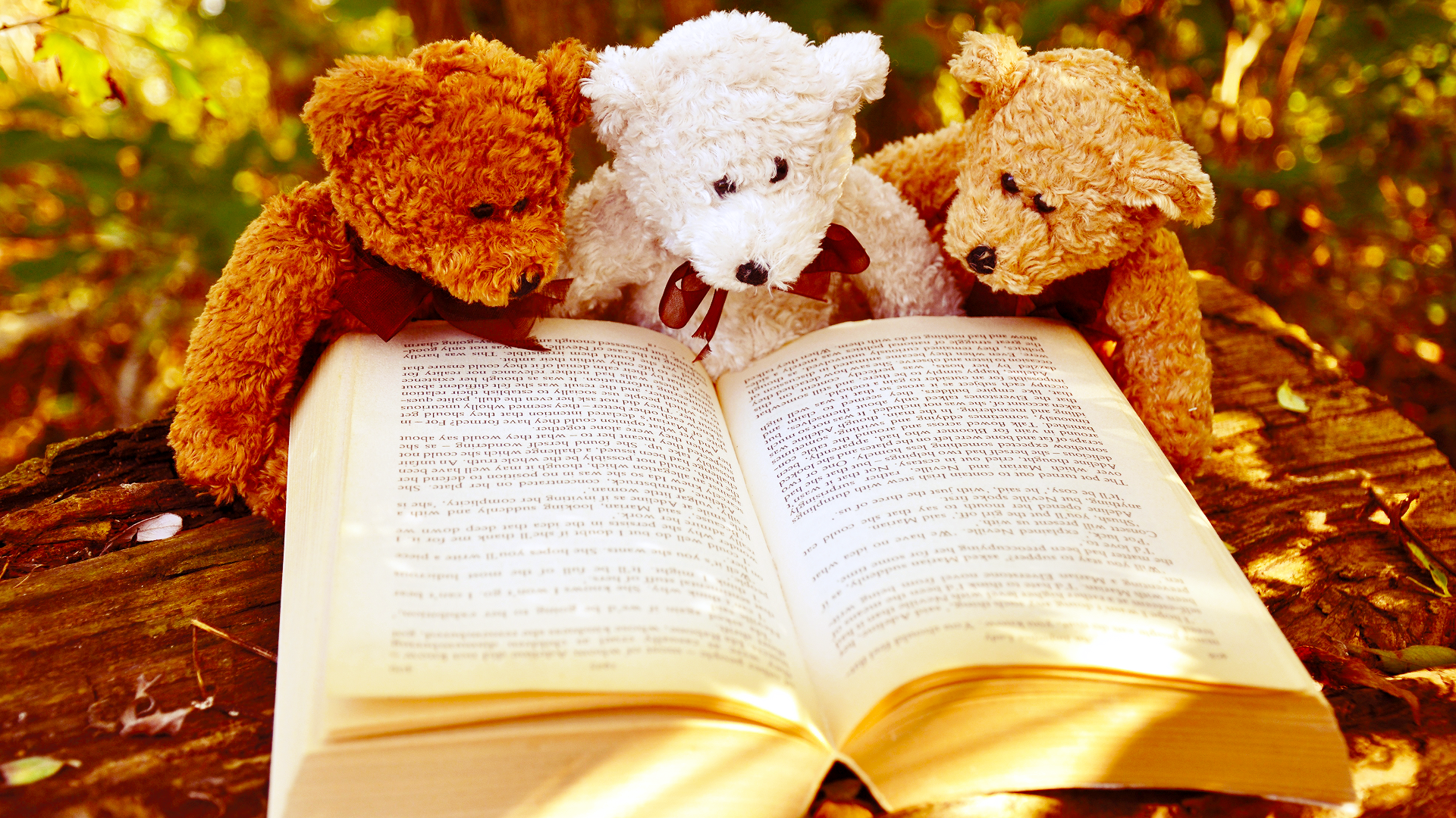 Teddy Bear Wallpaper - Books Image For Whatsapp Dp - HD Wallpaper 