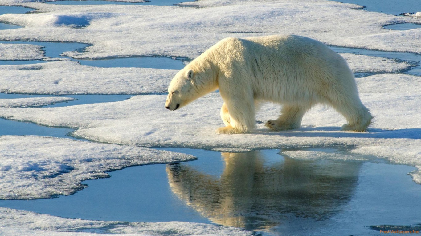 Polar Bear - HD Wallpaper 