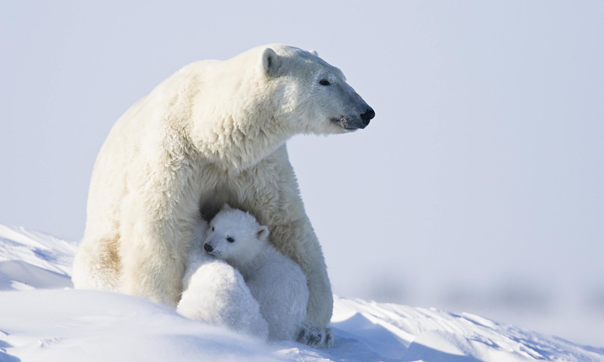 Polar Bear And Her Cub - HD Wallpaper 