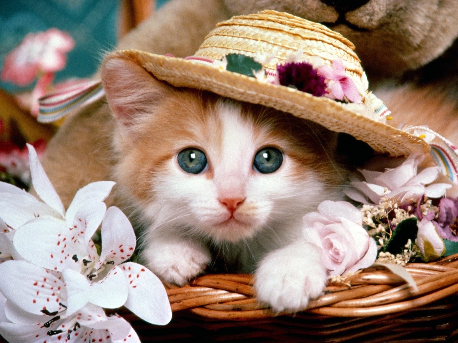 Cat Animals - HD Wallpaper 