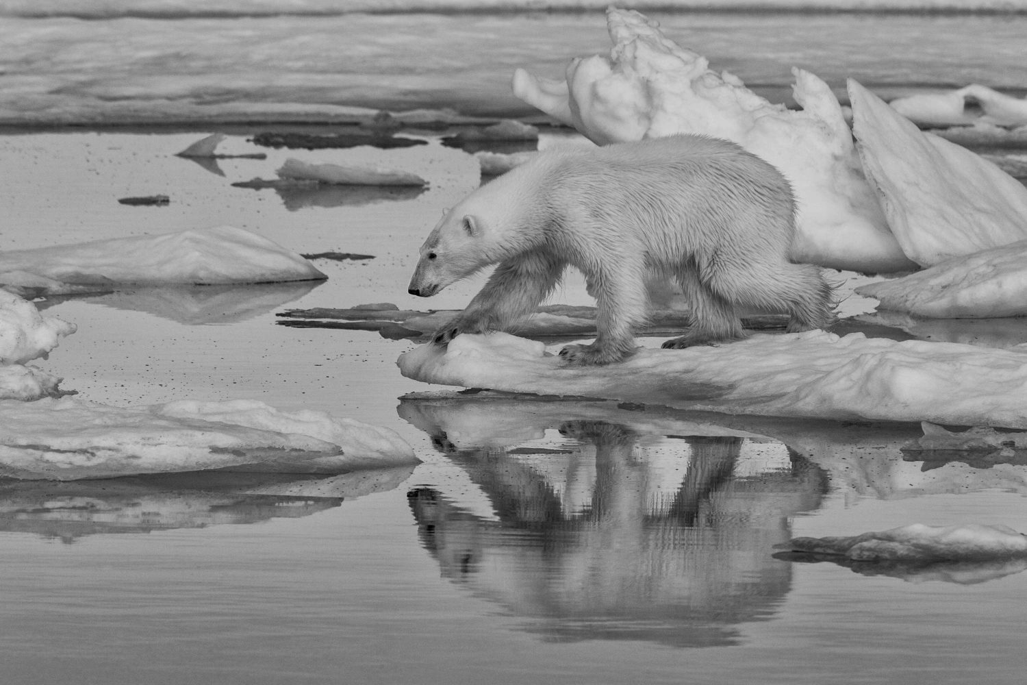 Polar Bear On Ice Black And White - HD Wallpaper 