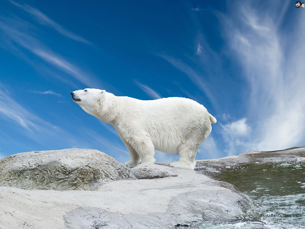 Peacock And Bear - HD Wallpaper 