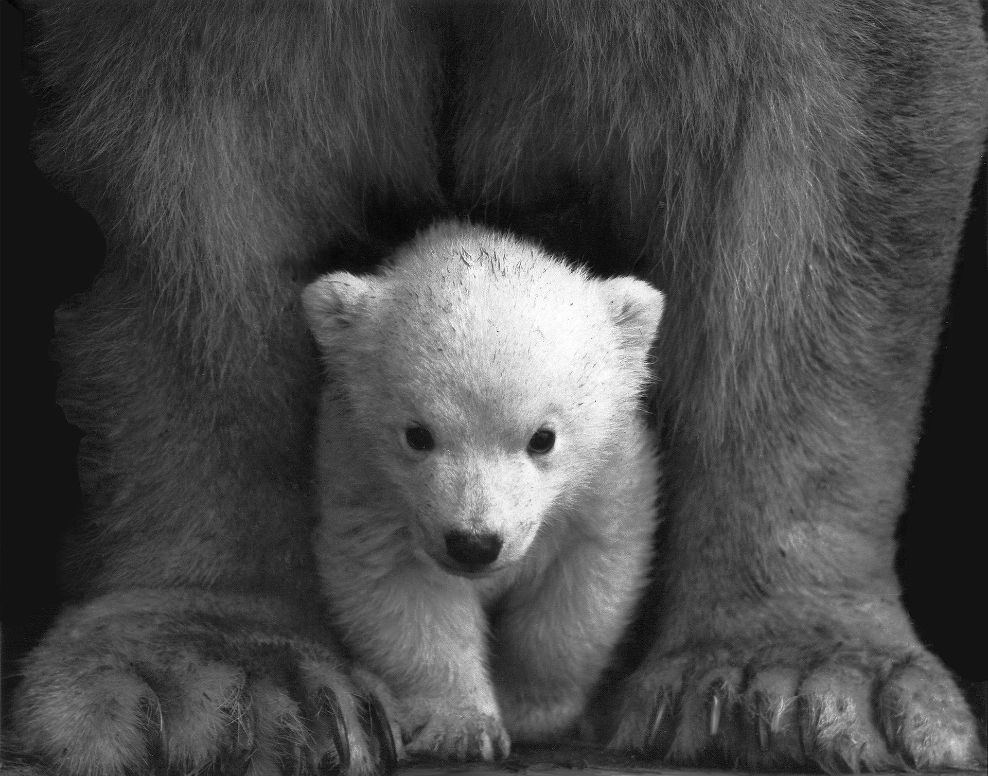 Cute Grizzly Baby Bear Wallpaper Free Download - Baby Cute Grizzly Bear - HD Wallpaper 