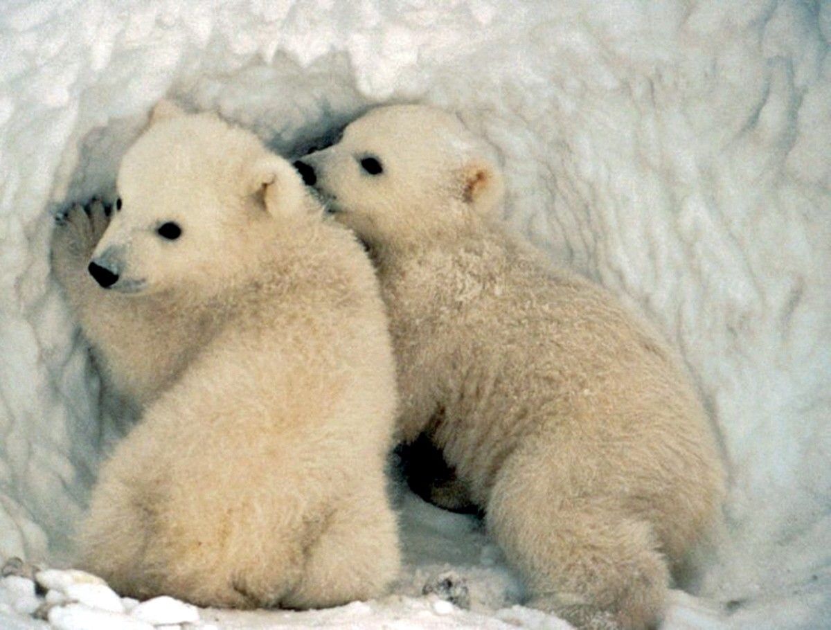 Baby Polar Bear Background - HD Wallpaper 
