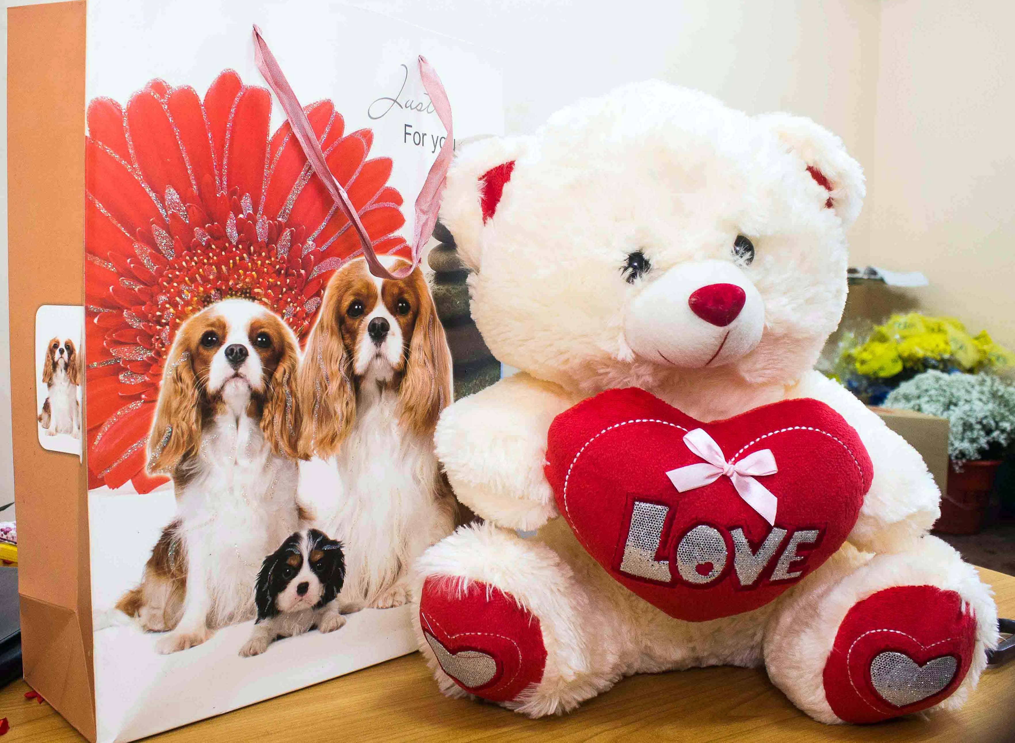 Cavalier King Charles Spaniel - 3528x2582 Wallpaper - teahub.io