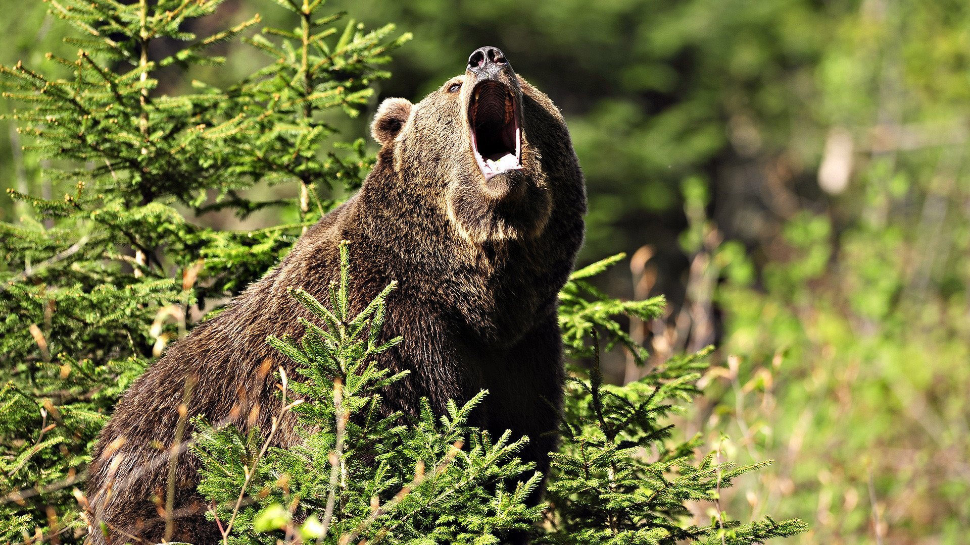 Angry Grizzly Bear Wallpaper - Angry Bear - HD Wallpaper 