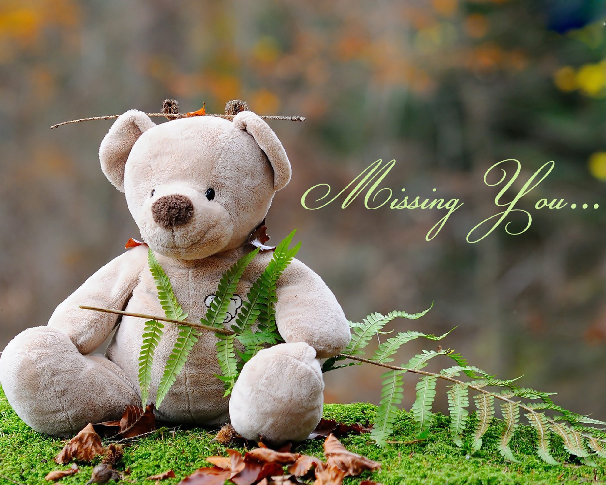 Cute Latest Teddy Bear - HD Wallpaper 