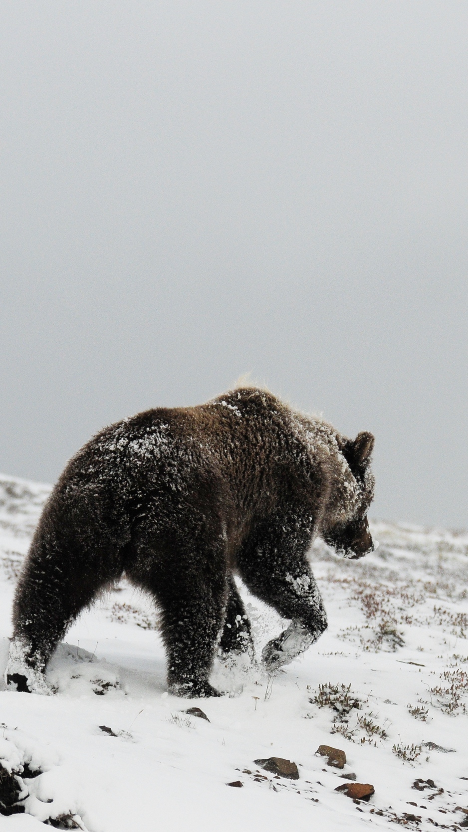 Wallpaper Bear, Grizzly, Winter, Snow, North - Snow Grizzly Bear 4k - HD Wallpaper 